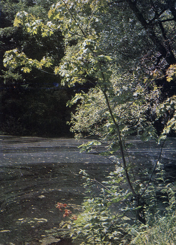 'Средний пруд' в парке